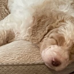 Double Doodles and Goldendoodles from Pawfect Doodles