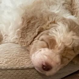 Double Doodles and Goldendoodles from Pawfect Doodles