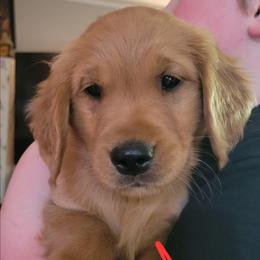 Red collar - Dark golden male Golden Retriever puppy in Brush Prairie, Washington from Paradise Peaks