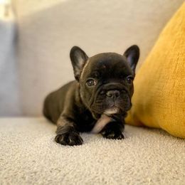 French Bulldog Puppies from Bailey French Bulldogs