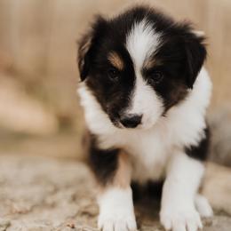 Old Time Scotch Collie Puppies from The Fiddlesticks Farm