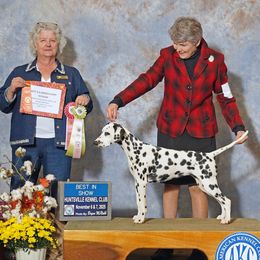 Misty, now Raina, Pink collar - White and black female Dalmatian puppy in Decatur, Alabama from Hollytree Dalmatians