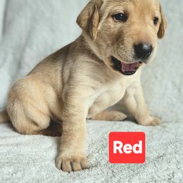 Red - Yellow Labrador Retriever puppy in Long Valley, New Jersey from Guns Up Dog Training