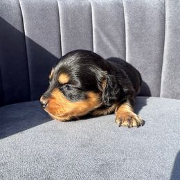 Salmon - 1700 - Black and tan female Dachshund puppy in Knoxville, Tennessee from East TN Dachshunds