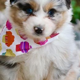Aussiedoodles and Australian Shepherds from Woodland Aussies & Doodles