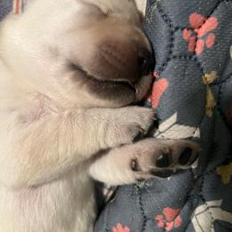 Girl 1 - Yellow female Labrador Retriever puppy in Cleveland, Ohio from Brookside Labrador Retrievers