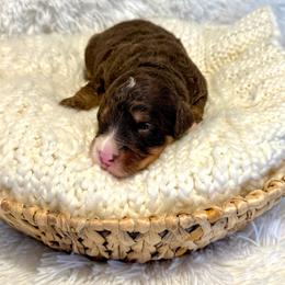 Van - Brown male Bernedoodle puppy in Bremen, Indiana from Farmland Doodles