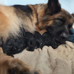 Lydia - Black and red female German Shepherd puppy in Columbus, Indiana from Stony Lonesome GSD