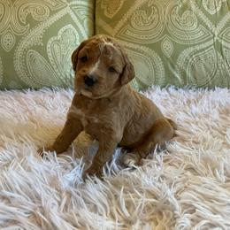 Millie - Red  female Goldendoodle puppy in Fairmont, West Virginia from Mountainside Doodles, LLC
