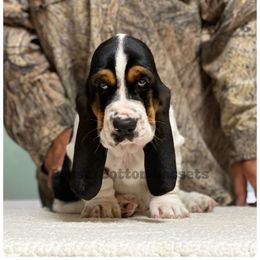 Purple girl - Black white and brown female Basset Hound puppy in Procious, West Virginia from Basset Bottom Bassets