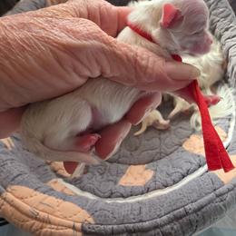 Snoopy - White male Maltese puppy in Wittmann, Arizona from Marlees Puppies 1