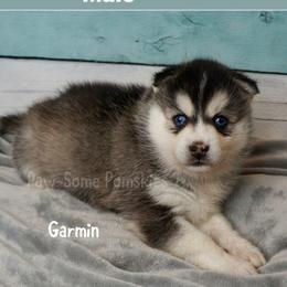 Garmin - Black and white male Pomsky puppy in Krum, Texas from Paw-Some Pomskies