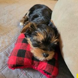 Yorkshire Terrier Puppies from Kathryn's Yorkies