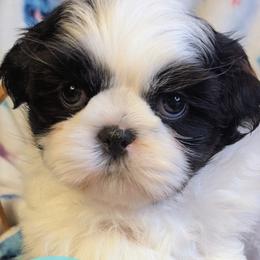 Boy 4 - male Shih Tzu puppy in Orient, Ohio from Forever Friends Shih-Tzu