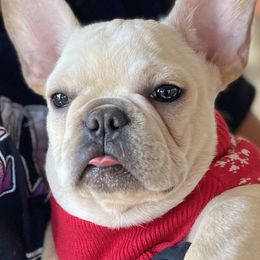 French Bulldog and Labrador Retriever Puppies from Desiree Ortiz's French Bull Dogs and Labrador Retrievers