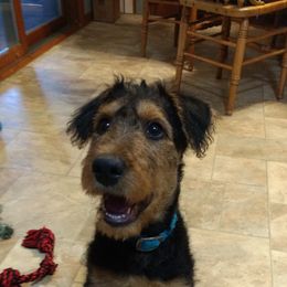 Airedale Terrier Puppies from RegalAire Kennels