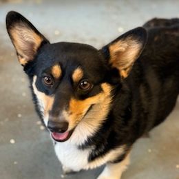 Riot - Pembroke Welsh Corgi