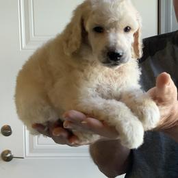 Boy 2 - Cream male Poodle puppy in Wentworth, South Dakota from PaintersPreciousPoodles