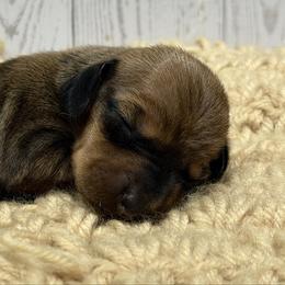 Bonnie - Red female Dachshund puppy in Greenup, Kentucky from Tygart Creek Dachshunds