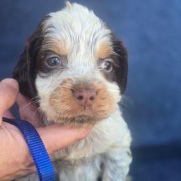 Dark blue boy - Black white and tan male English Springer Spaniel puppy in Henagar, Alabama from Windy Oak Kennels