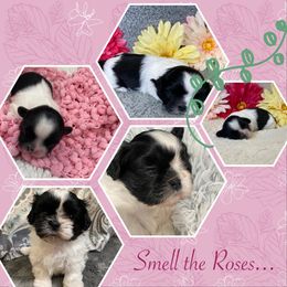 Winnie - Tricolor female Shih Tzu puppy in Klamath Falls, Oregon from Bel Aire Beauties