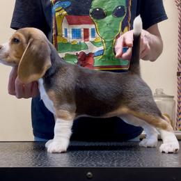Beagle Puppies from Fuller Beagles