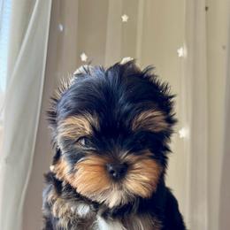 Aster 4,813 - Black and tan male Yorkshire Terrier puppy in Pittsburg, California from Crystal Garden Yorkies