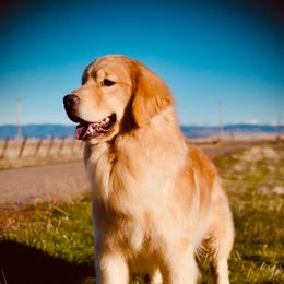 Moon - Golden Retriever