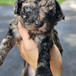 Aussiedoodle, Cockapoo, and Goldendoodle Puppies from Hilltop Doodles KY LLC