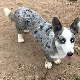 Blue  - Cardigan Welsh Corgi