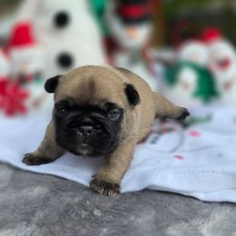 Blue collar boy Tonka - Fawn male French Bulldog puppy in Polk City, Florida from Best Friend Frenchies, LLC