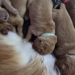 Aqua collar - Dark golden male Golden Retriever puppy in Muncie, Indiana from Scarlett Creek Retrievers and Samoyeds