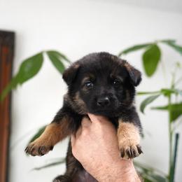 Suri - Bi-color female German Shepherd puppy in Coarsegold, California from Yosemite Shepherds