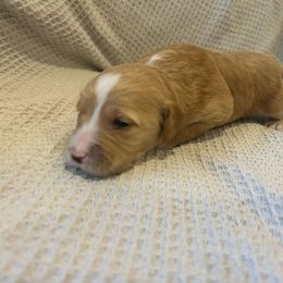 Girl 1 - Cream Goldendoodle puppy in Ellington, Connecticut from Willow Grace Doodles