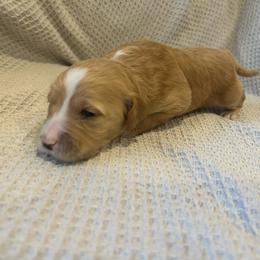 Girl 1 - Cream Goldendoodle puppy in Ellington, Connecticut from Willow Grace Doodles