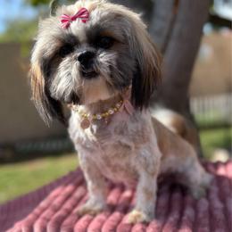 Lexi - Shih Tzu