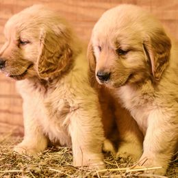 Golden Retriever Puppies from Rainbow Ridge Farm