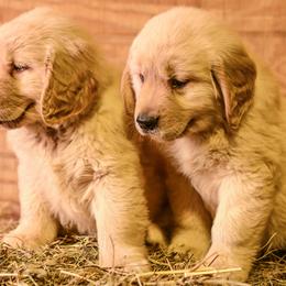 Golden Retriever Puppies from Rainbow Ridge Farm