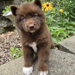 Fox - Brown and white female Siberian Husky puppy in Addison, Michigan from Gray Run Siberian Huskies