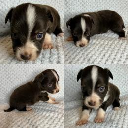 Hazel - Red tri female Toy Australian Shepherd puppy in Brooker, Florida from Honey, I Shrunk the Aussies