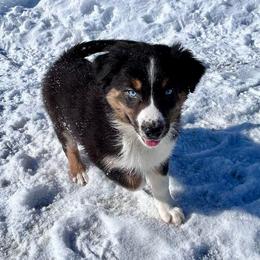 Speck - Black tri-color male Australian Shepherd puppy in Marshfield, Vermont from Discovery Hill Australian Shepherds