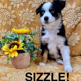 Sizzle - Black tri female Miniature American Shepherd puppy in Rochelle, Illinois from Countryside Kennels and Aussies