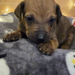 Rupert - Rd whtn blk nose male Rhodesian Ridgeback puppy in Gaffney, South Carolina from Circle D Farms