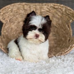 Milo - Chocolate, tan and white male Yorkshire Terrier puppy in Hardin, Texas from Katrinas puppies