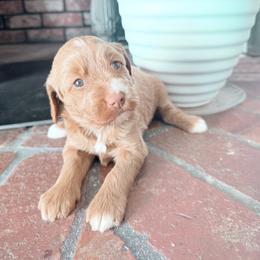 Xyla - Apricot female Goldendoodle puppy in Waterford, California from Alvdoodles