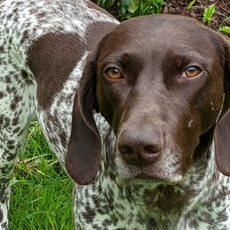 German Shorthaired Pointers from Fenton River GSP