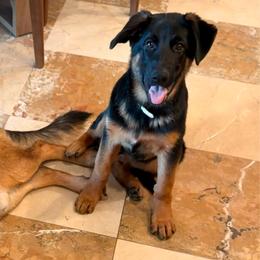 Pearl - Black and red female German Shepherd puppy in Anaheim, California from Hanan's German Shepherds