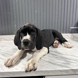 Duke - Mantle male Great Dane puppy in Liberty, New York from Catskills Greatest Danes