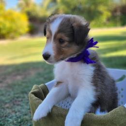 Purple - Sable and white male Shetland Sheepdog puppy in Chandler, Arizona from Keri Koch