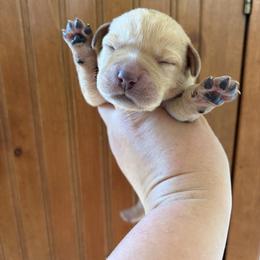 (Yellow) 2nd Pick Female - Yellow female Labrador Retriever puppy in Tomahawk, Wisconsin from Mahner Labs